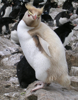 Albino-Rockhopper-5